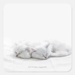 Two Persian Kittens Square Sticker