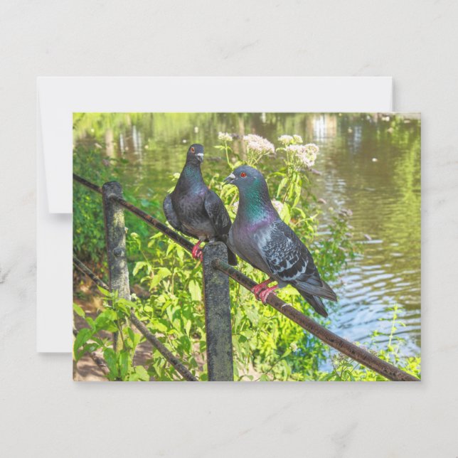 Two Pigeons. Roath Park Lake, Cardiff, Wales (Front)