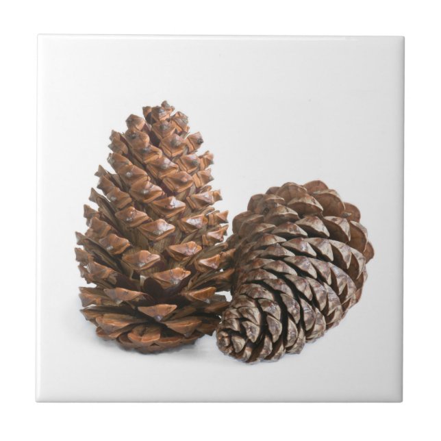 Two pinecones ceramic tile (Front)
