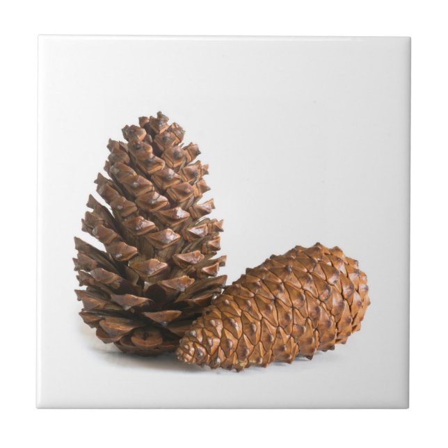 Two pinecones tile (Front)