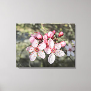 Two Pink Blossoms Reaching Out. Canvas Print