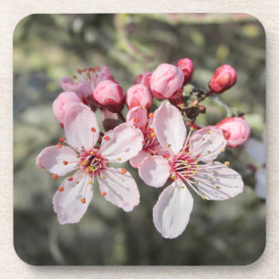 Two Pink Blossoms Reaching Out. Coaster