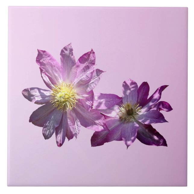 Two Pink Clematis Ceramic Tile (Front)