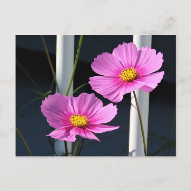 Two Pink Cosmos Through the Porch Railing Postcard (Front)