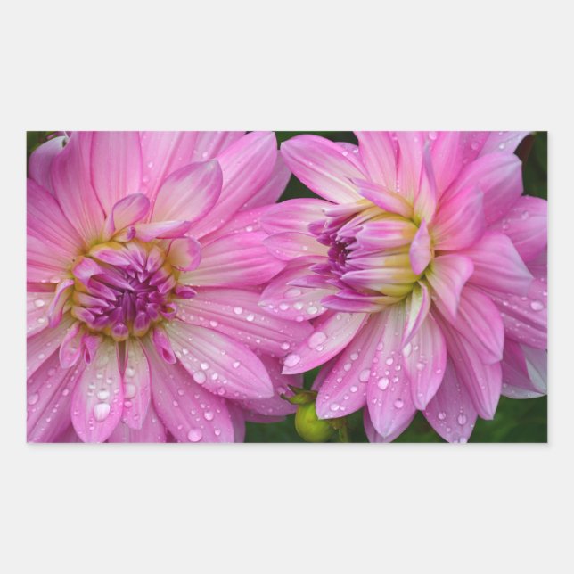 Two pink dahlia flowers rectangular sticker (Front)