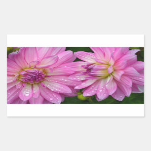 Two pink dahlia flowers rectangular sticker