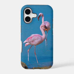 Two Pink Flamingos
