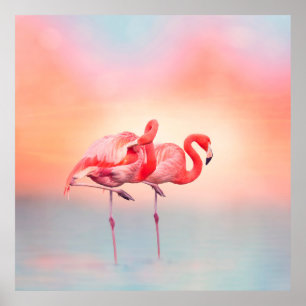 Two Pink flamingos in the water at sunsetflamingo, Poster