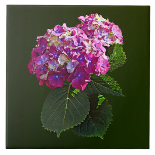 Two Pink Hydrangea Ceramic Tile