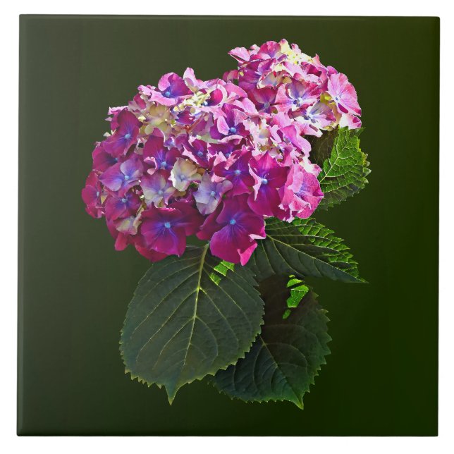 Two Pink Hydrangea Ceramic Tile (Front)