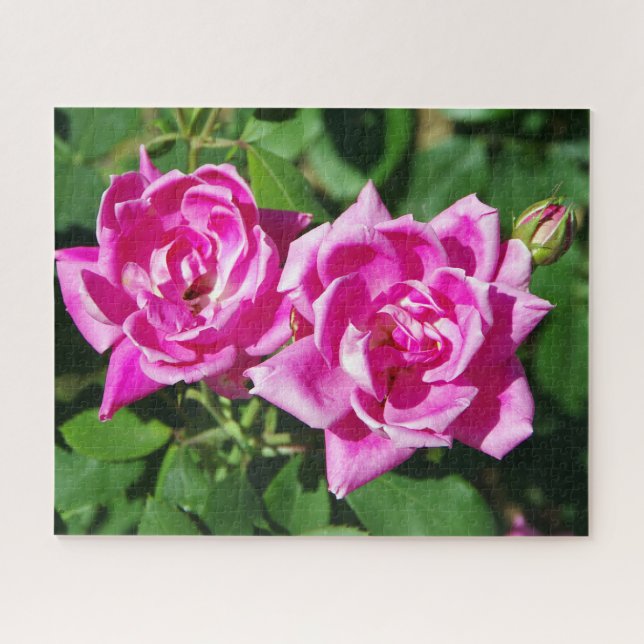 Two Pink Roses jigsaw puzzle (Horizontal)