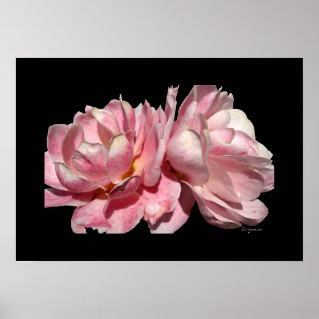 Two Pink Roses Poster Black Print (Front)