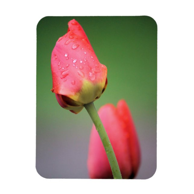 Two Pink Tulips Magnet (Vertical)