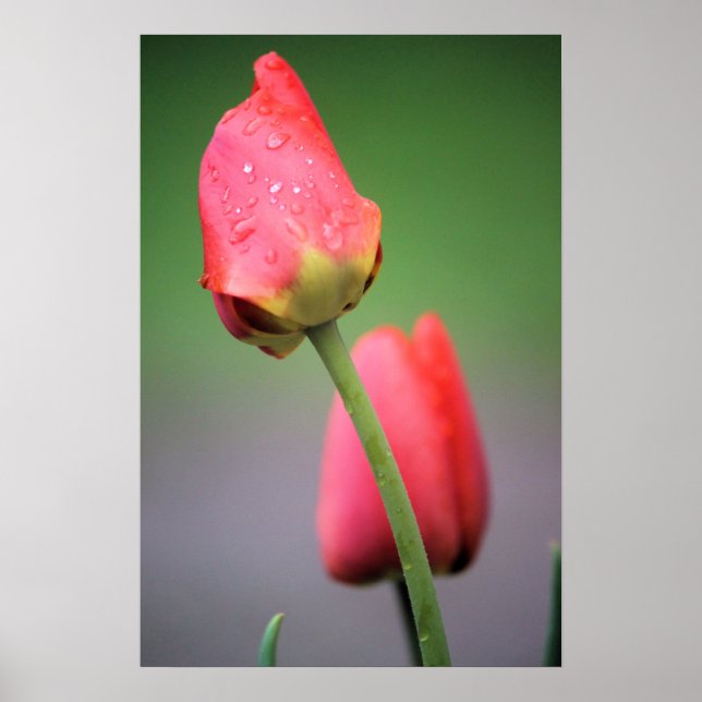 Two Pink Tulips Poster (Front)