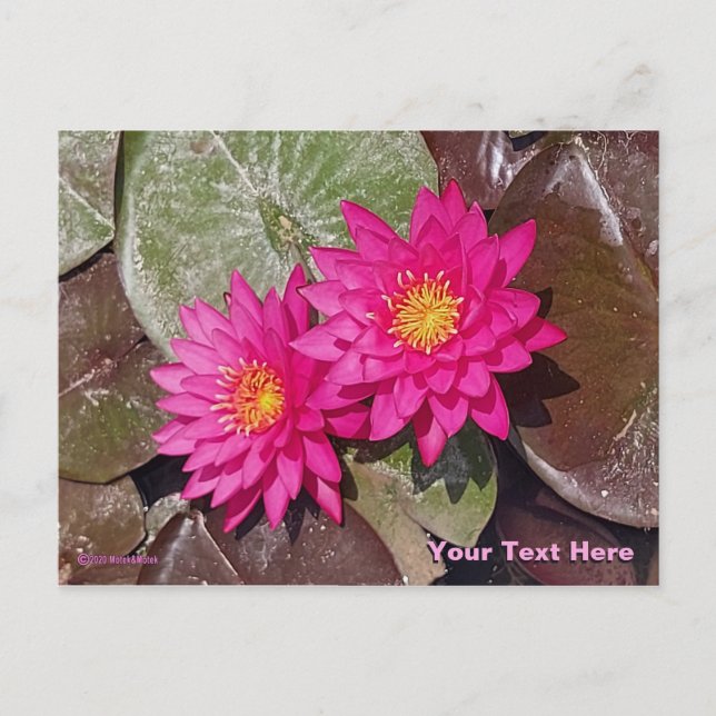 Two Pink Water Lilies Postcard (Front)