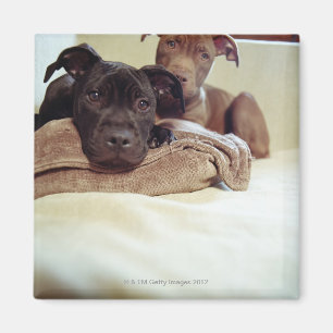 Two pit bull terriers sitting indoors, close-up magnet