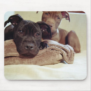 Two pit bull terriers sitting indoors, close-up mouse pad