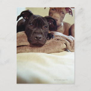 Two pit bull terriers sitting indoors, close-up postcard
