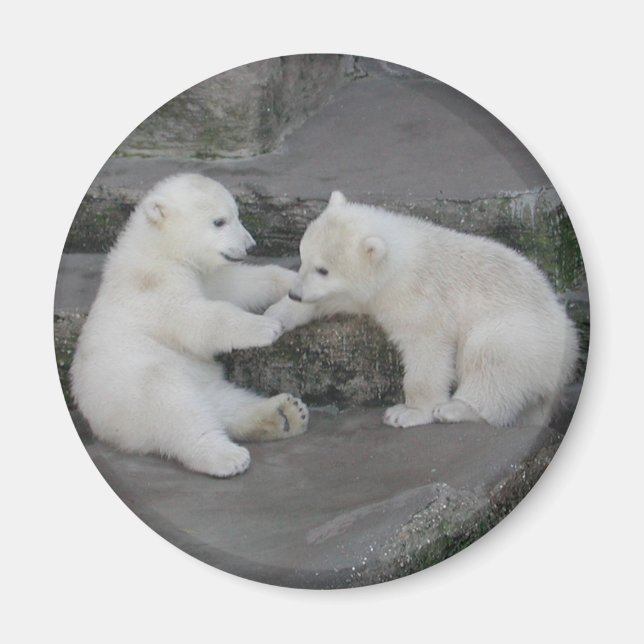Two Polar bear cubs Magnet (Front)