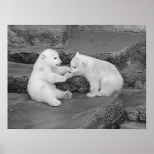 Two Polar Bear Cubs Poster