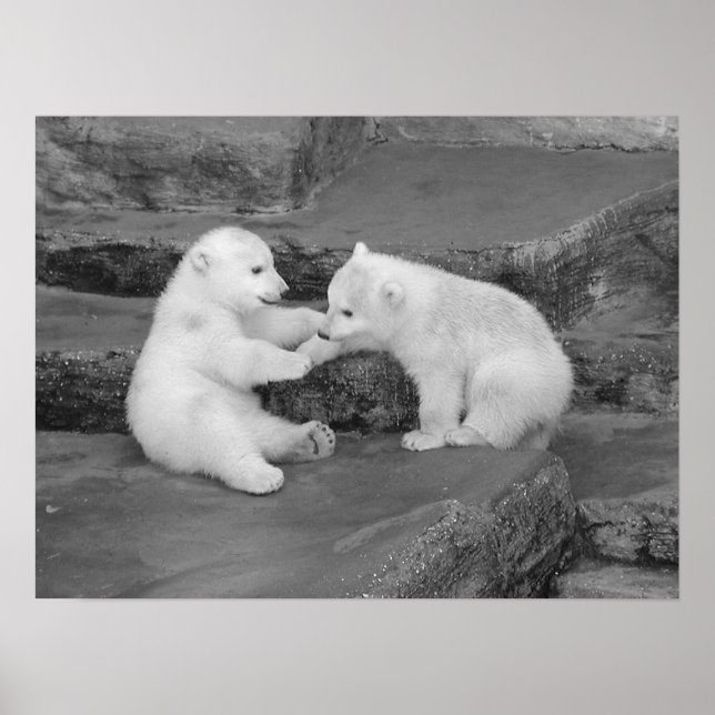 Two Polar Bear Cubs Poster (Front)
