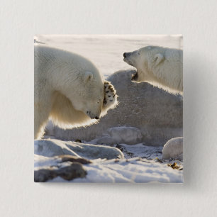 Two Polar Bears 15 Cm Square Badge