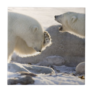 Two Polar Bears Tile
