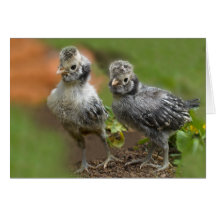 Two Polish Chicks - Cute Baby Chickens