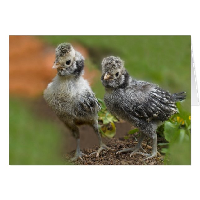 Two Polish Chicks - Cute Baby Chickens (Front Horizontal)
