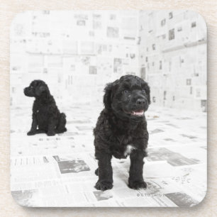 Two Portuguese Water Dog puppies in a room Coaster