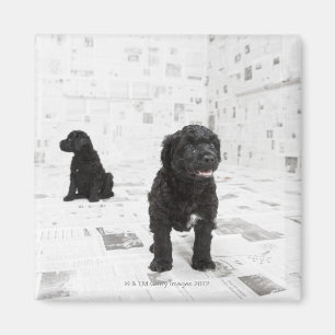 Two Portuguese Water Dog puppies in a room Magnet