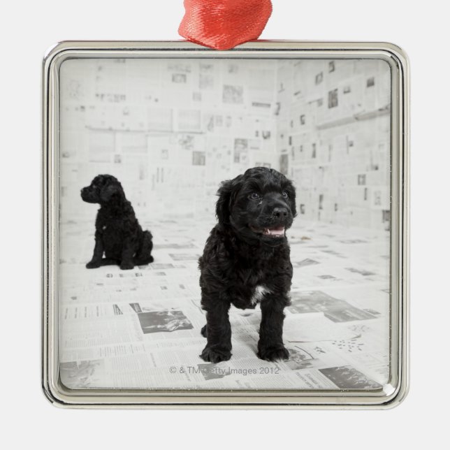 Two Portuguese Water Dog puppies in a room Metal Ornament (Front)