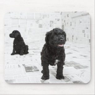 Two Portuguese Water Dog puppies in a room Mouse Pad