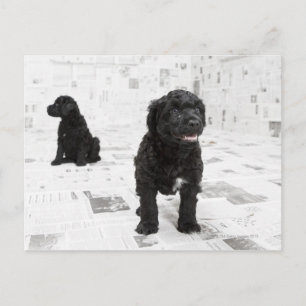 Two Portuguese Water Dog puppies in a room Postcard