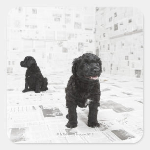Two Portuguese Water Dog puppies in a room Square Sticker
