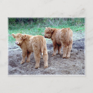 Two pretty tails! postcard