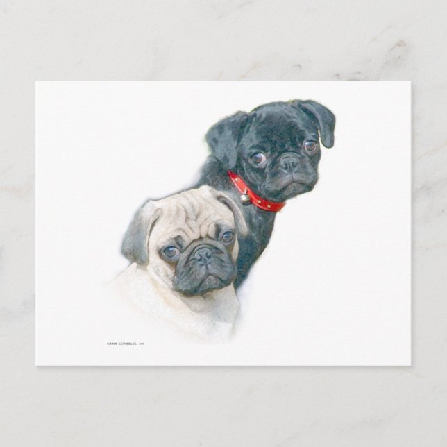Two Pugs Postcard (Front)