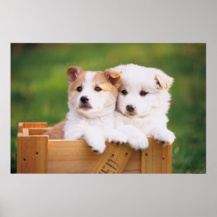 Two Puppies Poster