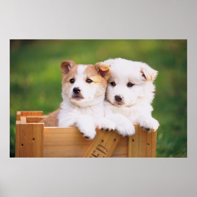 Two Puppies Poster (Front)