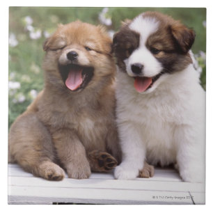 Two puppies sitting together ceramic tile