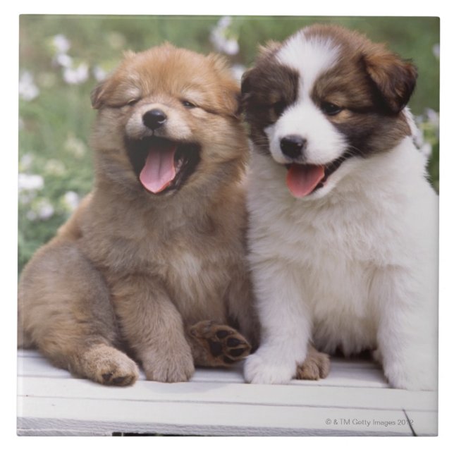 Two puppies sitting together ceramic tile (Front)