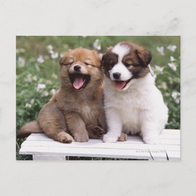 Two puppies sitting together postcard (Front)