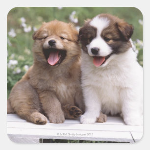 Two puppies sitting together square sticker