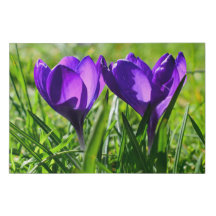 Two Purple Crocuses Side Faux Wrapped Canvas Large