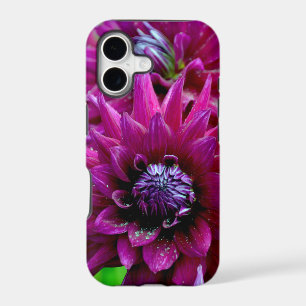Two purple dahlias flowers in bloom