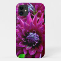 Two purple dahlias flowers in bloom