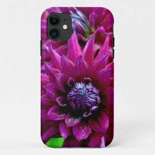 Two purple dahlias flowers in bloom iPhone 11 case