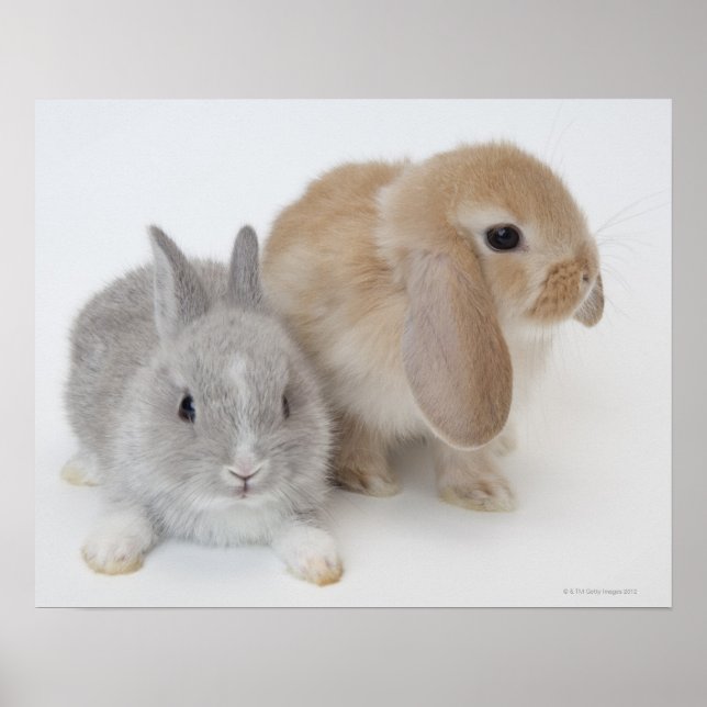 Two rabbits.Netherland Dwarf and Holland Lop. Poster (Front)
