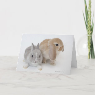 Two Rabbits Netherland Dwarf & Holland Lop Card