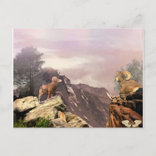 Two Rams in the high country Postcard